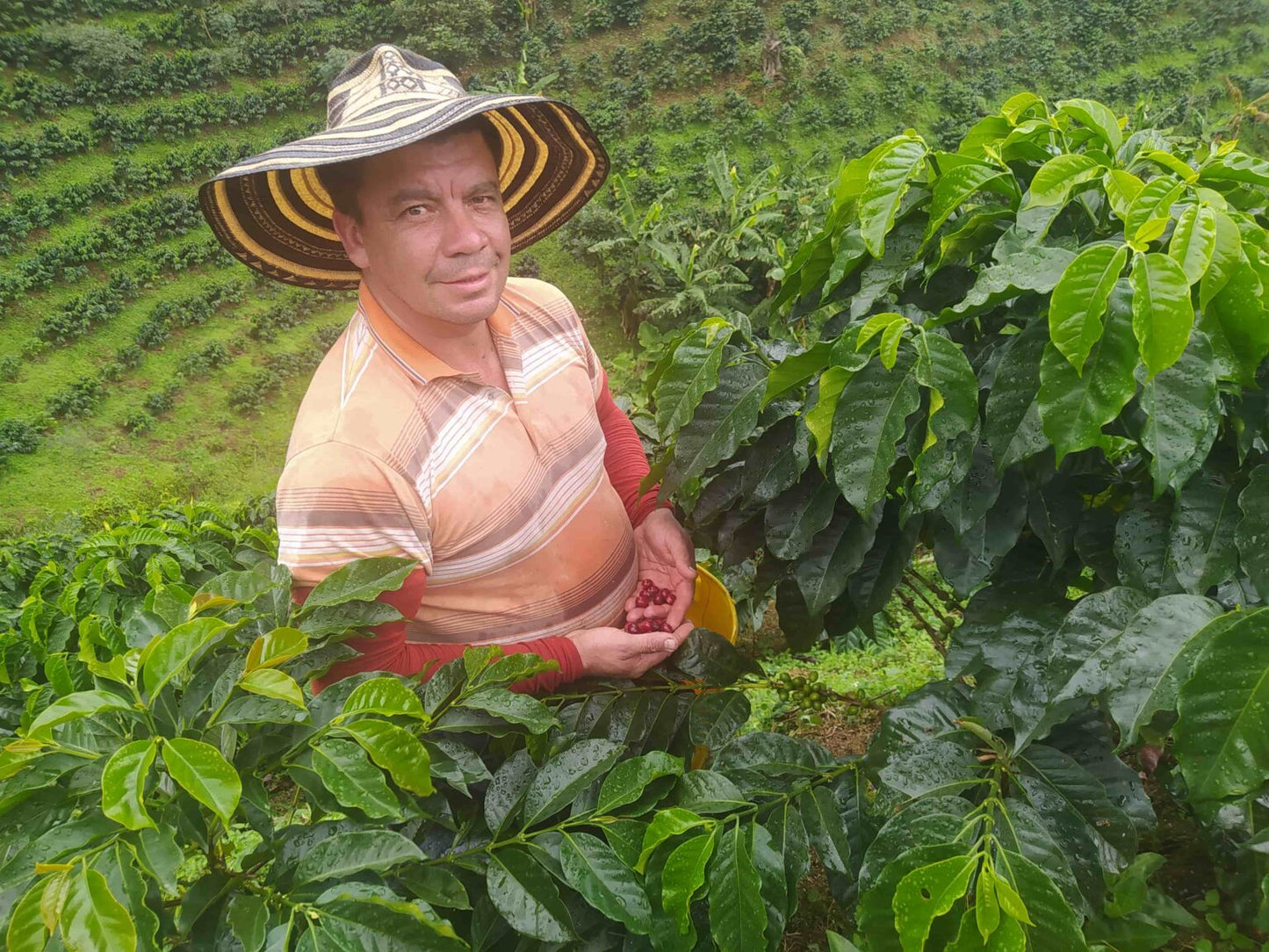 Colombiaanse koffieboer genaamd Hertson Bernal van koffieplantage La Esperanza. Hij staat op de foto midden in zijn koffieplantage met een aantal vers geplukte koffiebessen in zijn hand