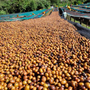koffiebessen in Guji regio, Ethiopië