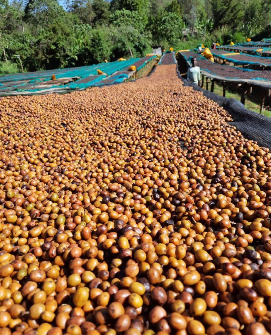koffiebessen in Guji regio, Ethiopië
